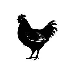 A black and white vector silhouette of a chicken walking with one foot lifted and wings tucked on a white background.