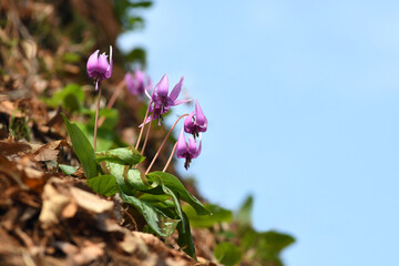 急斜面に咲くカタクリ