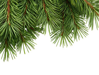 Obraz premium Christmas Photo Green Pine Branch Decoration Isolated On Transparent Background