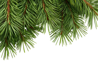 Christmas Photo Green Pine Branch Decoration Isolated On Transparent Background