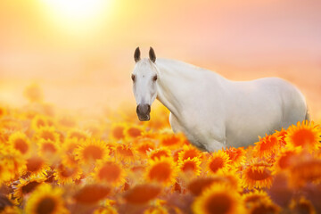White horse on sunflowers