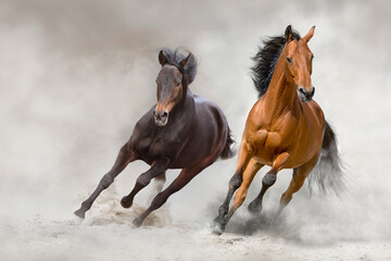 Bay horses run free in desert sand