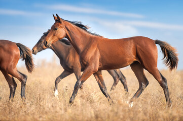 Horses in the autumn field