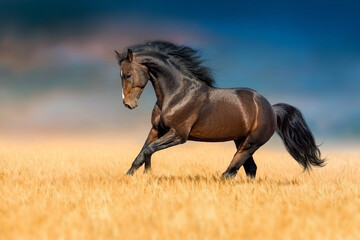 horse in the field