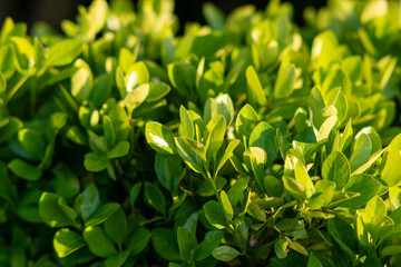 green leaves, tiny leaf, natural green background, bush with fresh green leaves, Young green leaves in the sunlight