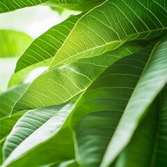 Fototapeta premium Vibrant Green Leaves Close Up Nature Photography