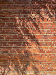 Shadow of bamboo tree leaves on red brick wall with roots overgrowing stone, summer backdrop...