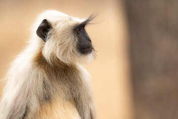 Langur Monkeys in the Jungles of India 