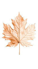 Isolated Autumn Maple Leaf Illustration With Transparent Background