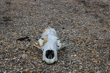 Polar bear skulls on Torellneset beach, Svalbard © Stefano