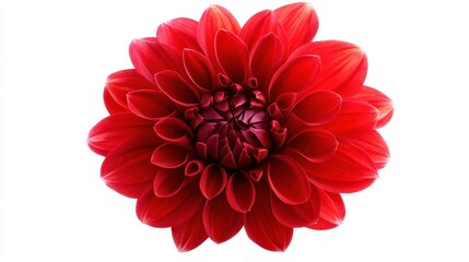 This striking red flower displays its full bloom with rich, layered petals radiating outward, creating a captivating visual against a clean white background