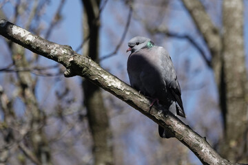 A Stock Dove (Columba oenas)