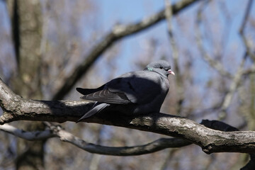 Fototapeta premium A Stock Dove (Columba oenas)