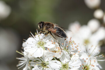 A Tapered Dronefly (Eristalis pertinax), a species of hoverfly, feeding on blossom
