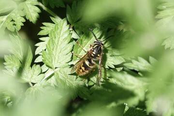 A wasp (Vespula) in a hedgerow
