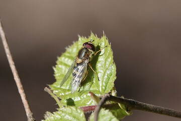 A hoverfly (Syrphus sp) resting on a leaf