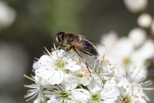 A Tapered Dronefly (Eristalis pertinax), a species of hoverfly, feeding on blossom