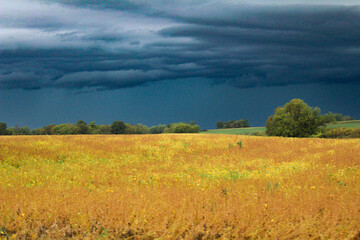 Storm clouds over wheat field 