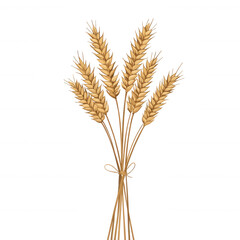 Fototapeta premium A bundle of golden wheat stalks tied together, symbolizing harvest and abundance, with a white isolated background for a clean and elegant presentation.