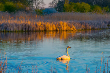 The edge of a lake in the light of sunrise in spring, Oostvaardersveld, Almere, Flevoland, The Netherlands, April 7, 2025