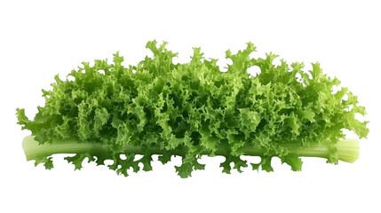 Fototapeta premium Isolated Fresh Green Lettuce on a Transparent Background Illustration