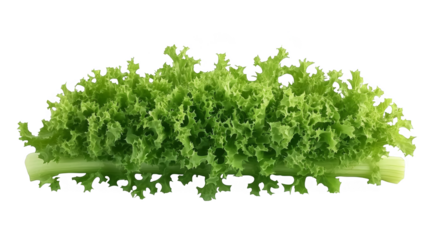 Isolated Fresh Green Lettuce on a Transparent Background Illustration
