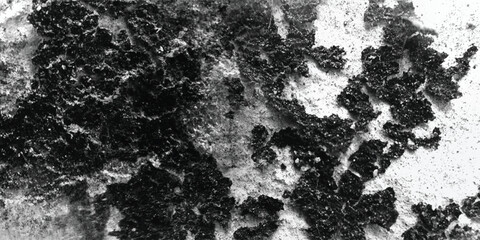 The evocative and almost palpable power of texture is beautifully captured in this striking black and white photograph, inviting tactile imagination.
