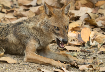 Fototapeta premium Jackal in the Jungles of India