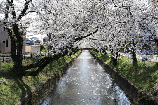 Cherry Blossoms and a Red Bridge over the Gojo River in Japan