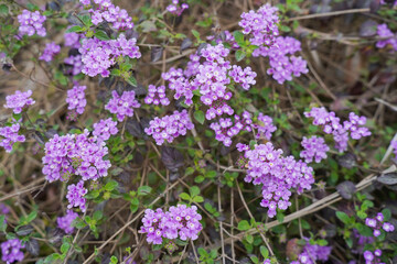 Purple Trailing lantana plant flowers