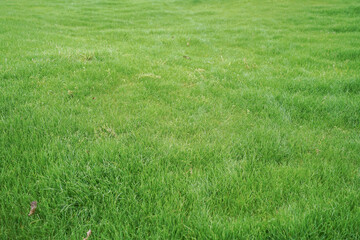 Green lawn grass natural background, top view.