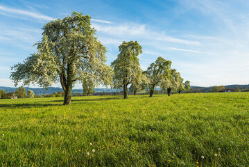 Flowering pear trees on a green spring meadow with dandelions, Arbon, Canton of Thurgau, Switzerland