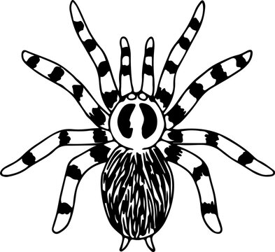 black and white spider drawing clip art preview