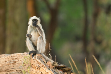 Langur on a branch