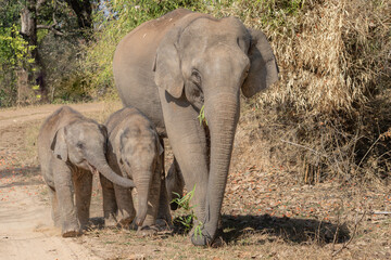 Fototapeta premium Indian Elephant