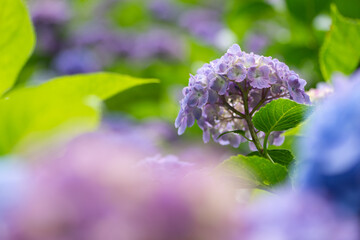 アジサイ園の眺め