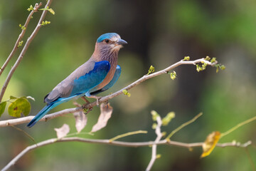 Indian Roller Perched 