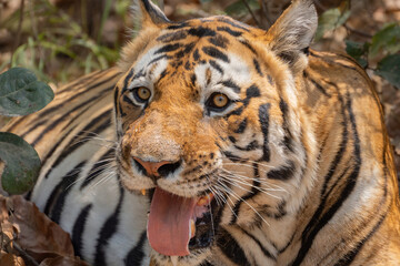 Bengal Tiger in the Jungles of India 