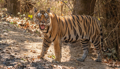 Bengal Tiger in the Jungles of India 