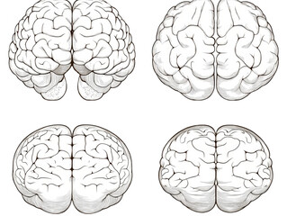 Fototapeta premium Isolated Transparent Background Brain Illustration For Medical Science And Neurology
