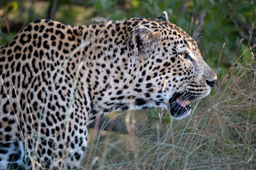 Close up profile of a large male leopard walking by.