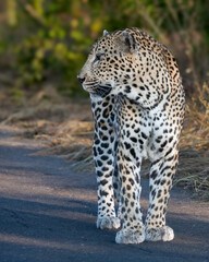 Large male leopard stopping mid stride to pause and investigate movement alongside