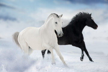 Horses run in snow field