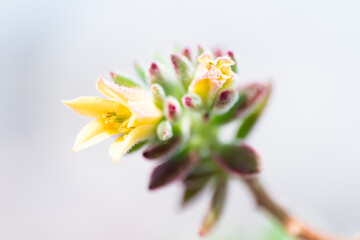 Delicate Yellow Flower Macro with Soft Backgroun / 柔らかな背景の黄色い花のマクロ写真