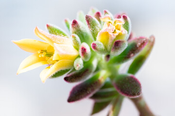 Delicate Yellow Flower Macro with Soft Backgroun / 柔らかな背景の黄色い花のマクロ写真