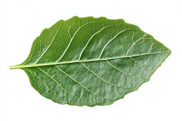 Obraz premium Close up of a vibrant green leaf intricate veins and texture isolated on white background