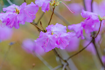 ミツバツツジの鮮やかな春の花