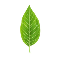 A vibrant green leaf isolated on a white background, showcasing its intricate veins and natural beauty, perfect for nature-themed designs or environmental concepts.