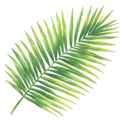 A vibrant green palm leaf against a white isolated background, showcasing the intricate details of each frond and bringing a touch of tropical beauty.