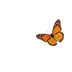 Fototapeta premium A vibrant orange monarch butterfly with intricate patterns resting gracefully on a white background. Ideal for nature-themed designs or educational materials.